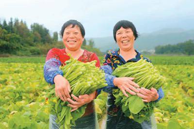 11月4日,云南省曲靖市陆良县芳华镇龙潭社区的露天蔬菜种植基地里,菜