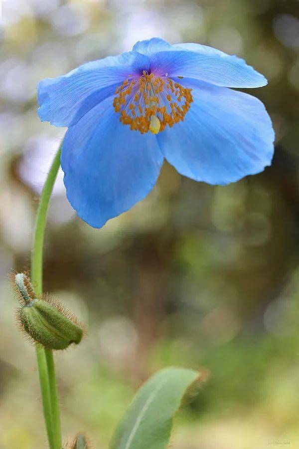 最受园丁欢迎的蓝色开花植物当属这六种吧|图鉴_花园里