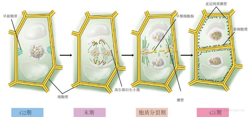 环形缢束型胞质分裂↑动物细胞胞质分裂的机制↑有丝分裂的各个时期