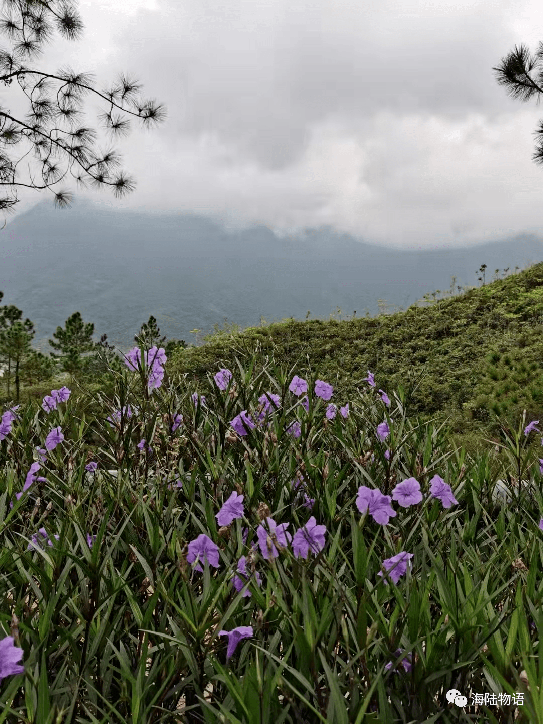 文学看台2650庄双斌初冬的莲花山