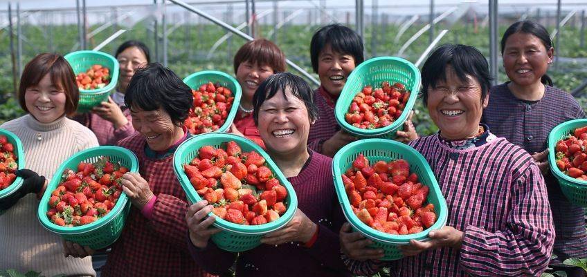 4万亩,辐射带动周边乡镇种植面积超6万亩,镇域内有各类草莓经营主体超