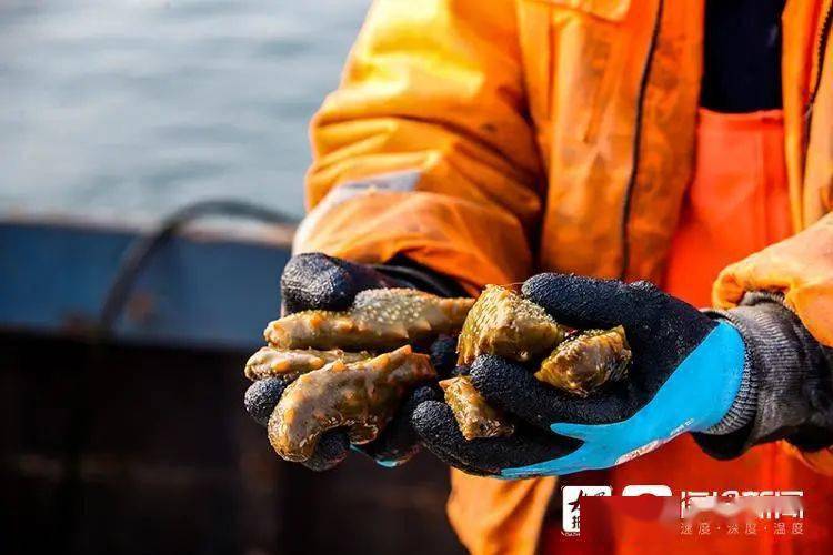 烟台海参捕捞实拍来了"猛子"潜水20米一天捞近500斤海参!