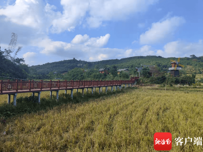 白准村乡间稻田,远处为特色民宿.