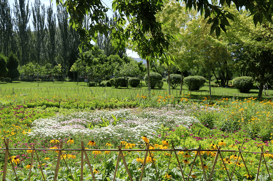 夏季景观