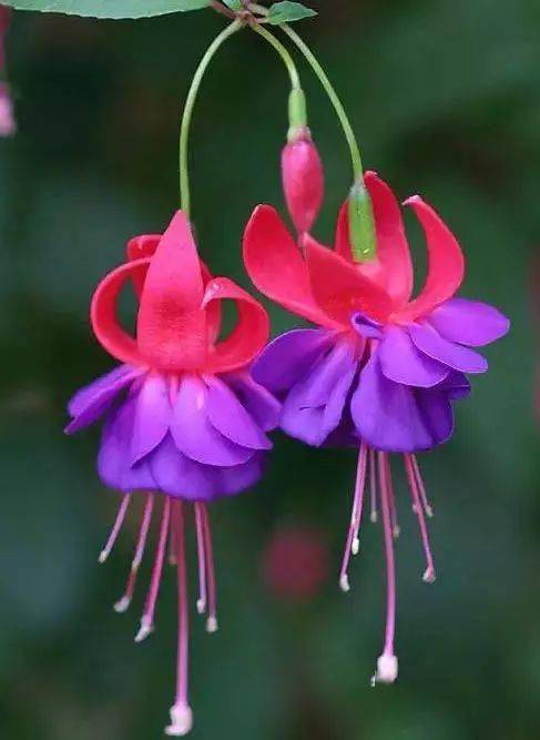 灯笼花