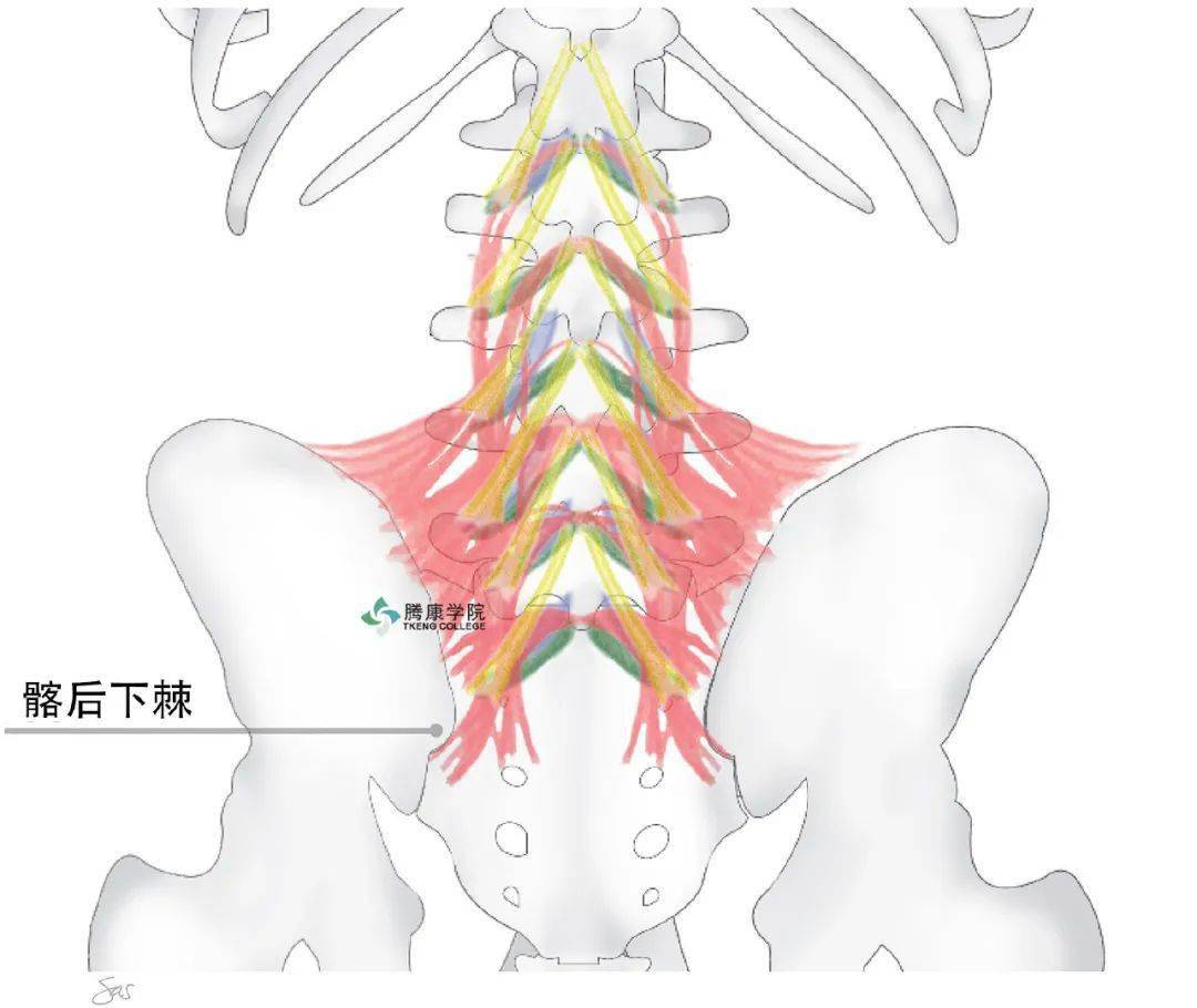后仰腰痛的分析②