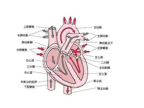 是一种常见的心内科疾病,由心脏结构受损或功能异常引起