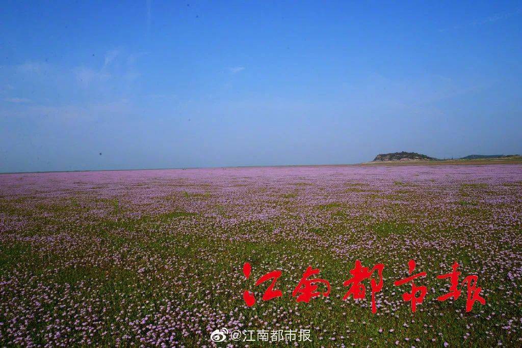 美哭!都昌鄱阳湖再现半边花海半边草原景观