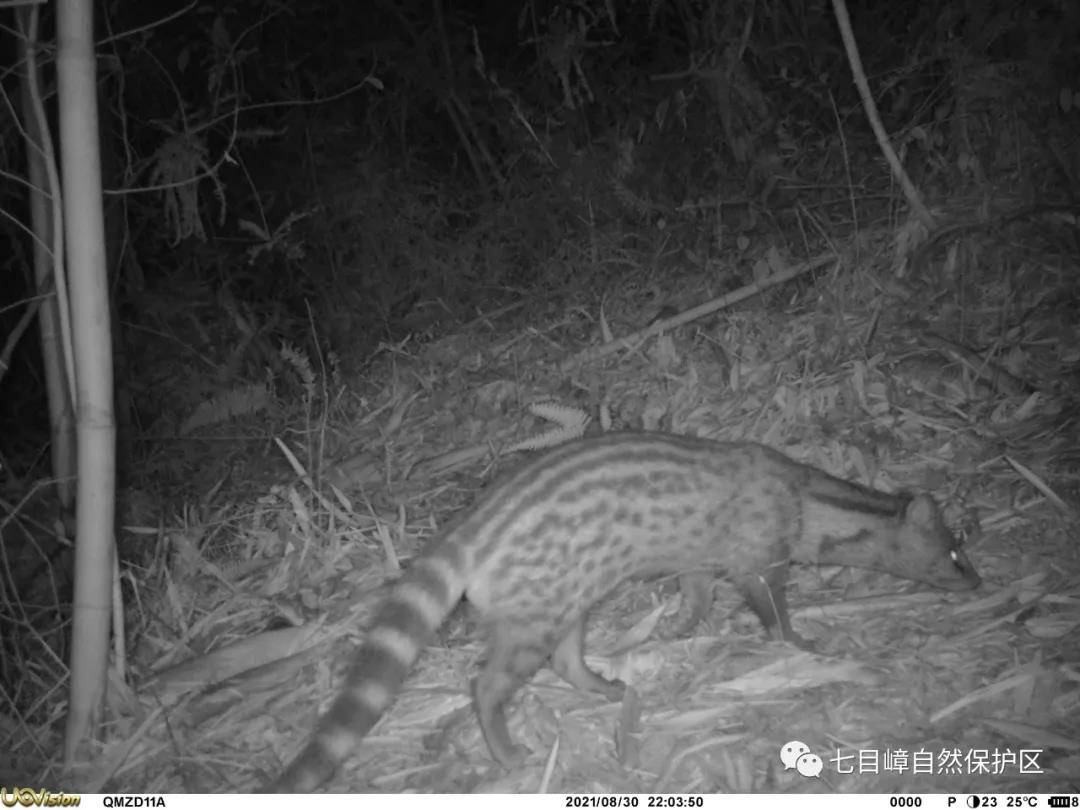 小灵猫等珍稀物种现身五华七目嶂保护区