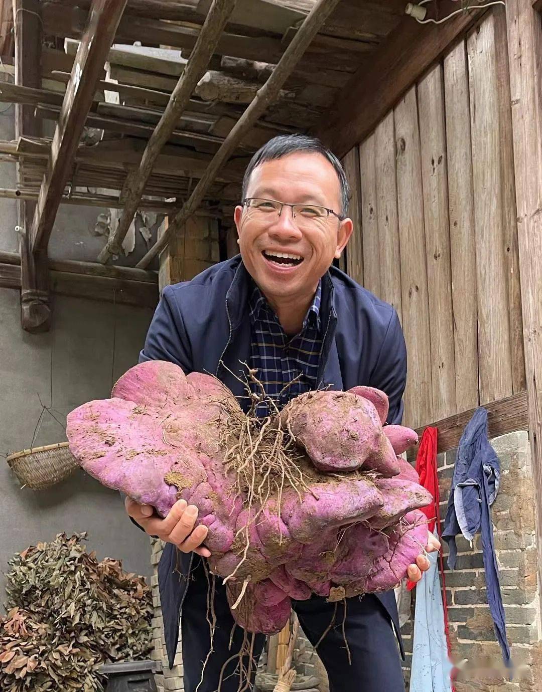 奇!闽侯白沙挖出一个重达52斤的紫淮山,堪称"淮山王"