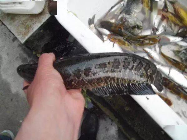草滩里藏鱼多戳戳点点钓王八