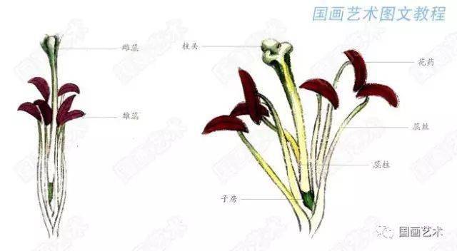 图文教程:百合工笔画法解析_花瓣_花青_藤黄