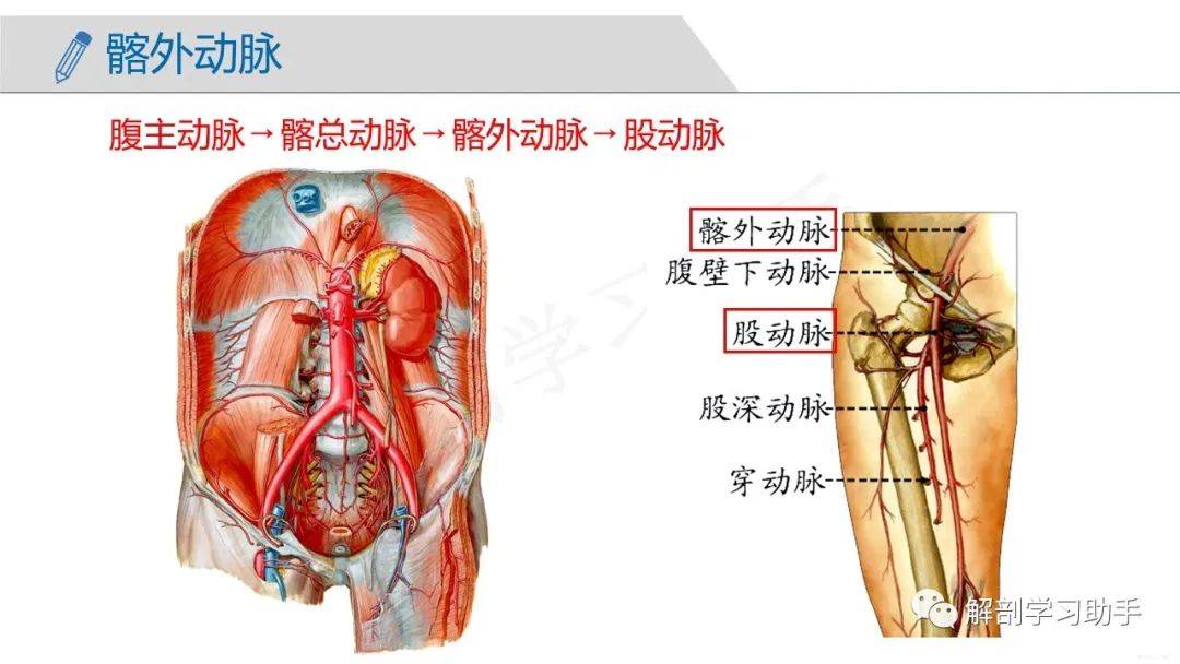 人体解剖学课件脉管系统动脉