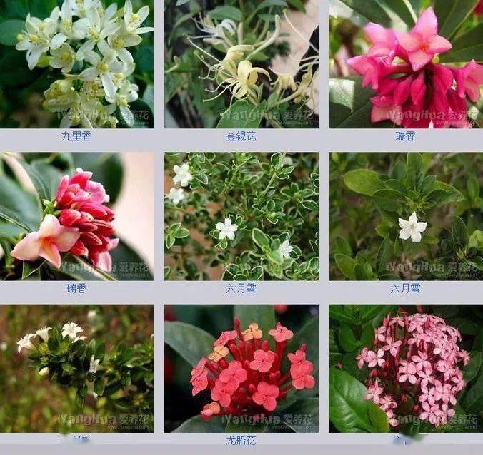 世界上最全的花附带花名收藏吧