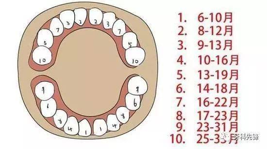 乳牙长出顺序图