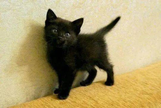 解读俄罗斯人为什么害怕黑猫!