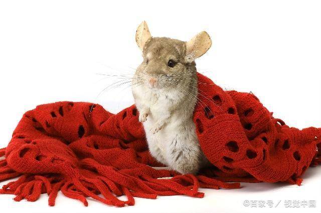 龙猫和龙和猫都没关系,它的学名是毛丝鼠,也叫美洲栗鼠,绒鼠,绒毛鼠