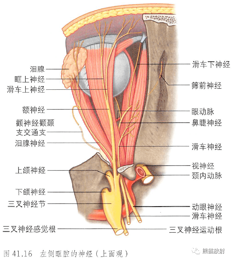 解剖丨眼眶眼球