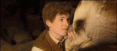 故事男主是 纽特·斯卡曼德(newt scamander,小雀斑埃迪·雷德梅恩