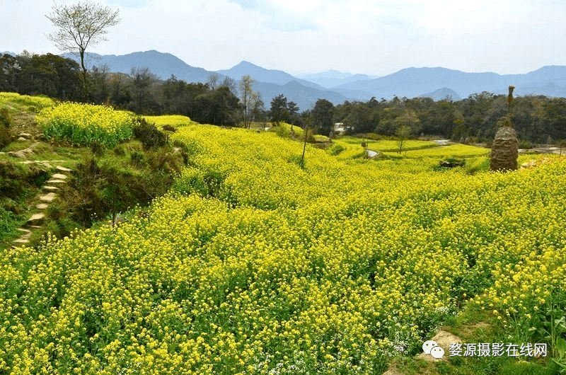 春暖花开 2022婺源油菜花浙南秘境1-6月份采风行程团期安排 提前做好