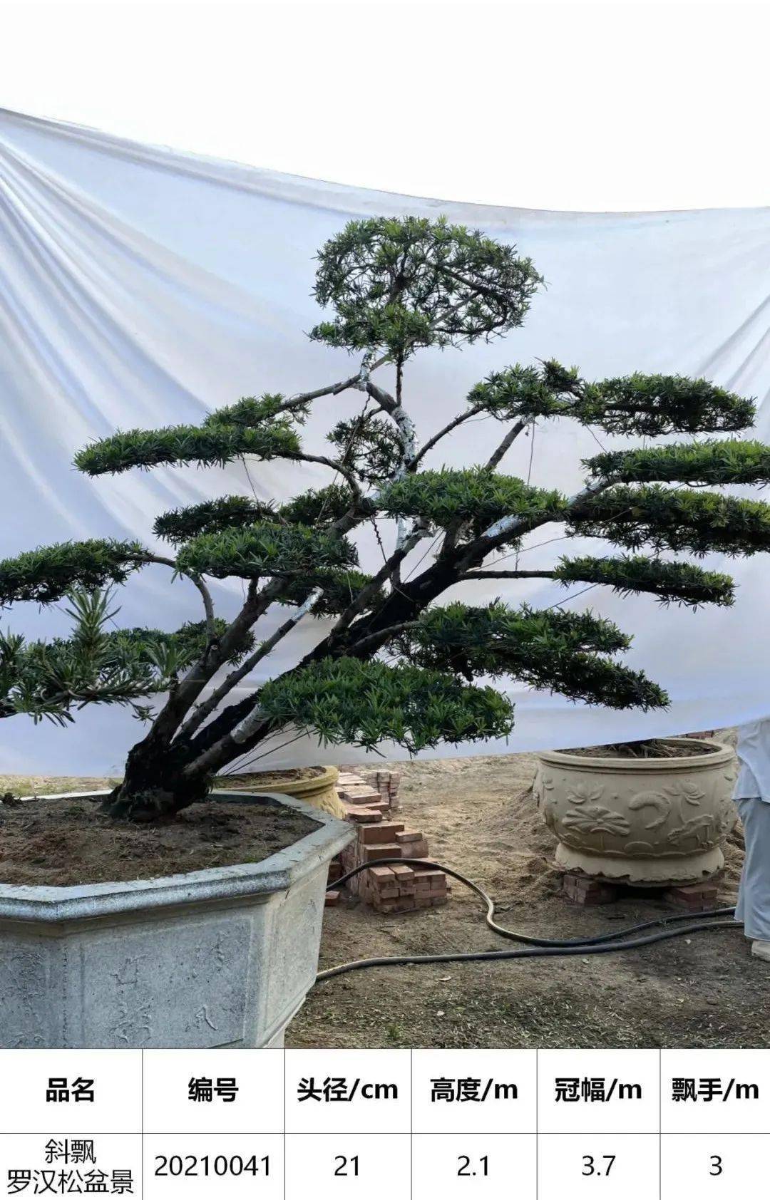 【马后花园】-头径18-22公分,临水斜飘罗汉松_陈村_市