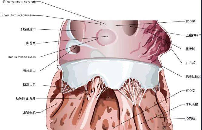 心脏解剖图_推广_沙龙_医学