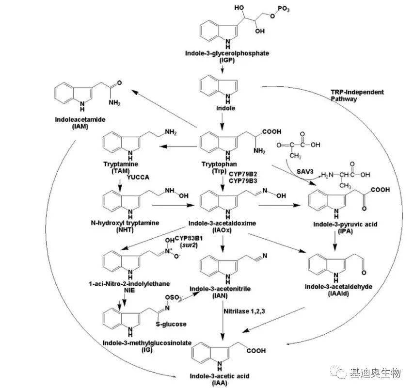 也有文章发现,色氨酸并不是生长素的唯一合成来源,玉米中当色氨酸的