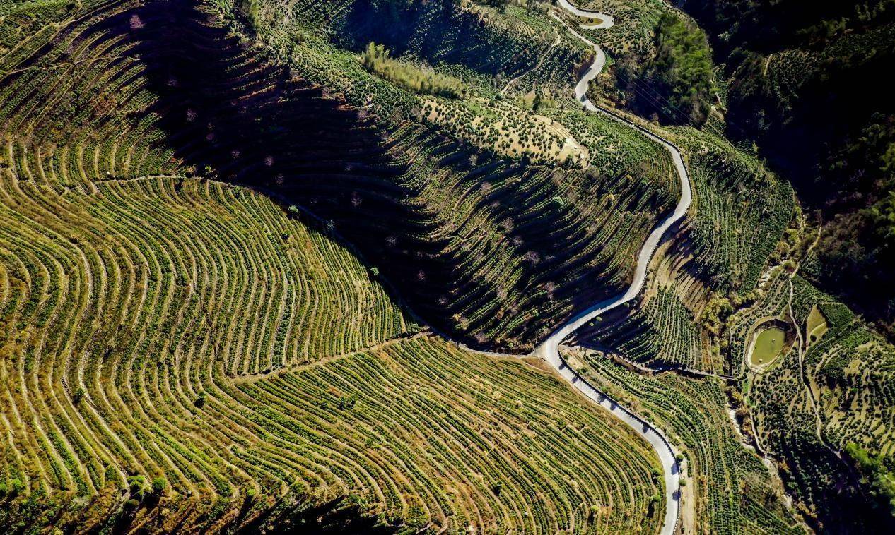 蜈蚣岭上梯田美_徽州_歙县_茶园