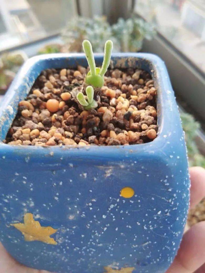 碧光环喜温暖湿润,适宜的生长温度为15~25度,不耐寒冷,冬天需温室养护