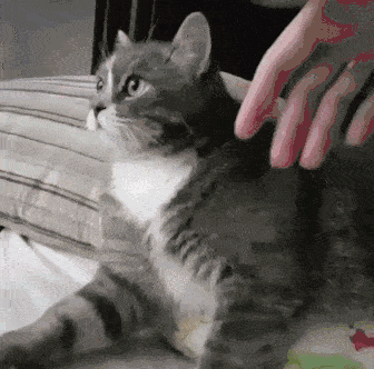 猫的这些部位你钟情哪里!_猫耳朵
