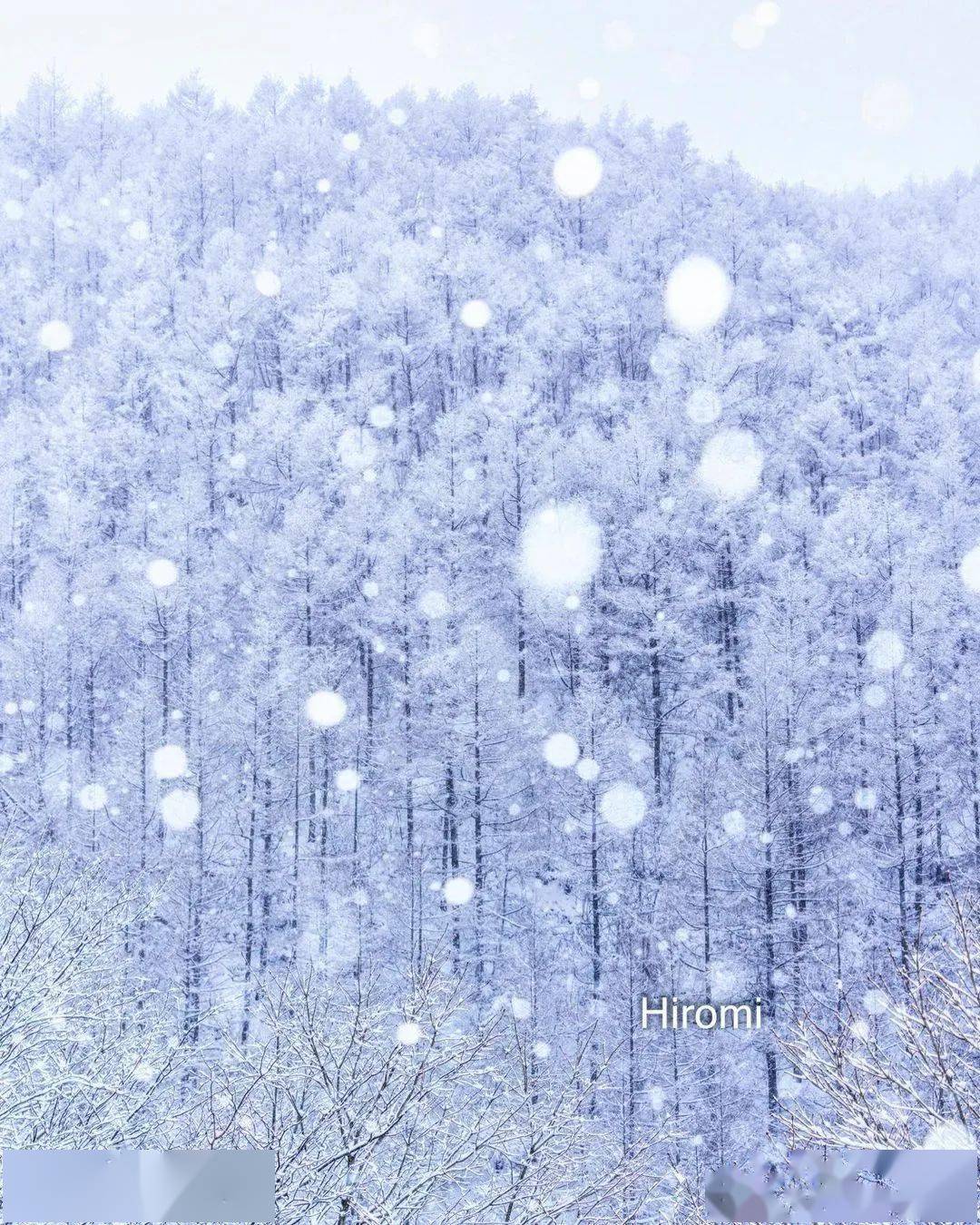 飘雪,漫天飞舞的雪花有多美丽!_photo_by_ins@t