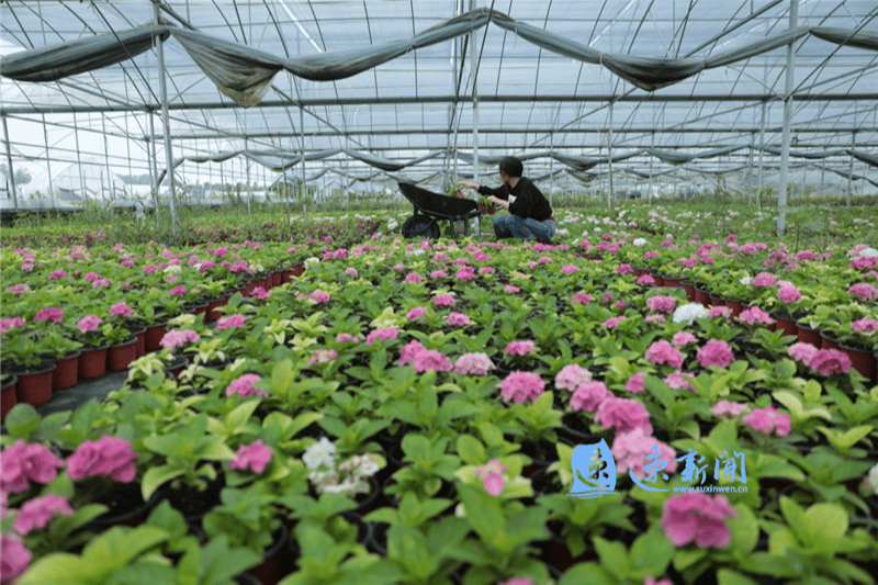 今年4月以来,在花木种苗市场专项整治"春雷行动"中,沭阳县相关职能