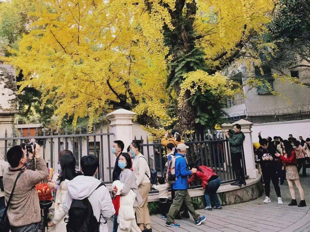 烟台山私藏的银杏打卡地现在去刚好邂逅新年小确杏