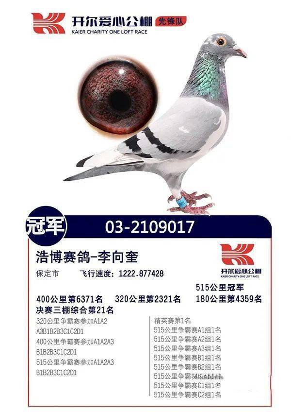 铭鸽欣赏盘点津冀冠军鸽王
