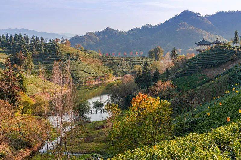 六安西茶谷,冬日里的治愈系风景~_金寨_小院_茶园