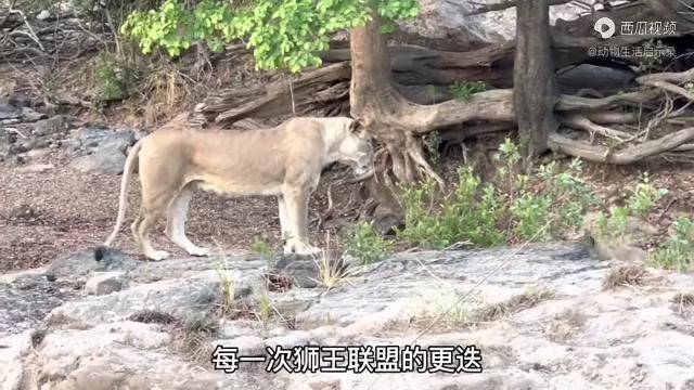 坎布拉狮群失去狮王保护幼崽损失四只剩下的幼崽前途悲观