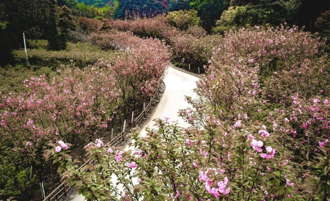 轸溪樱花节招商啦