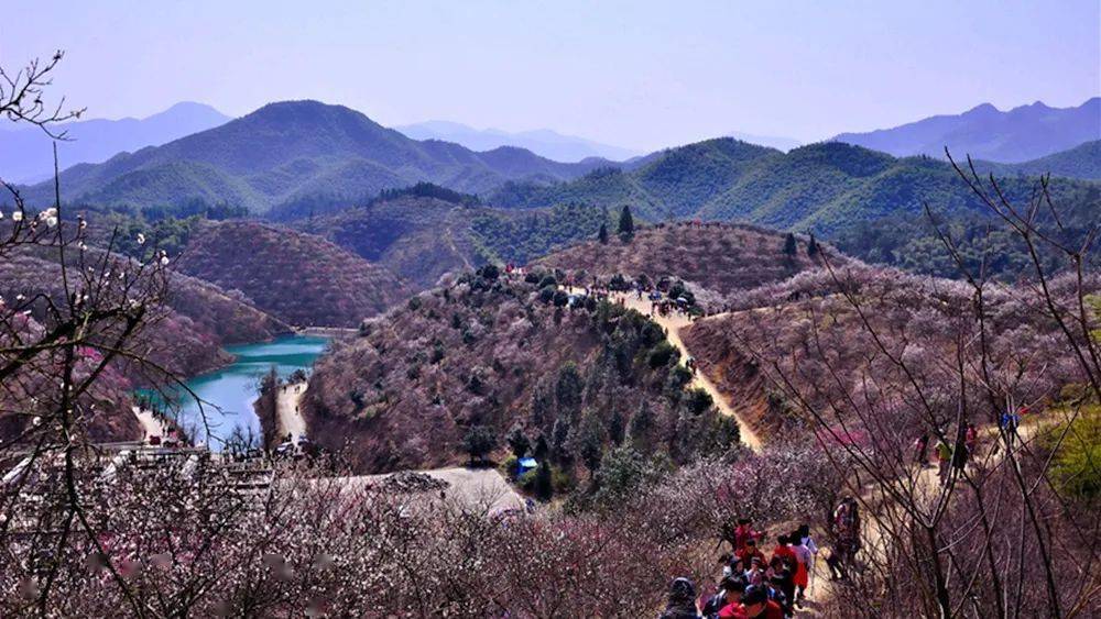 2014年3月23日央视把安吉杭垓梅花,错写成浙江安吉樱花全景画面是杭垓