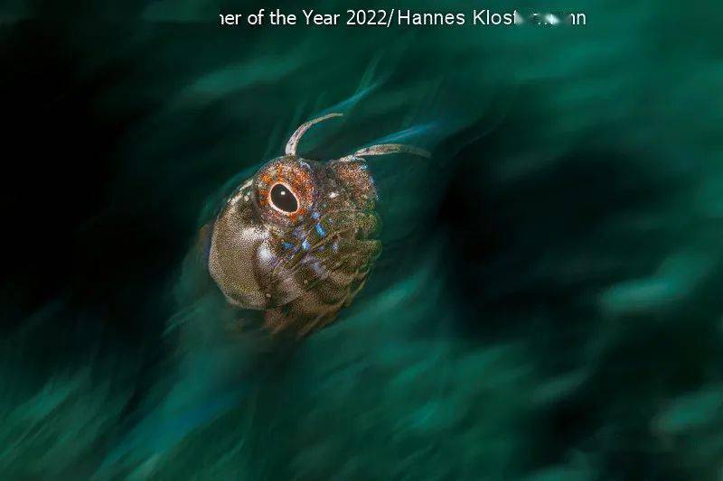 underwater photographer of the year 2022 年度水下摄影师获奖作品