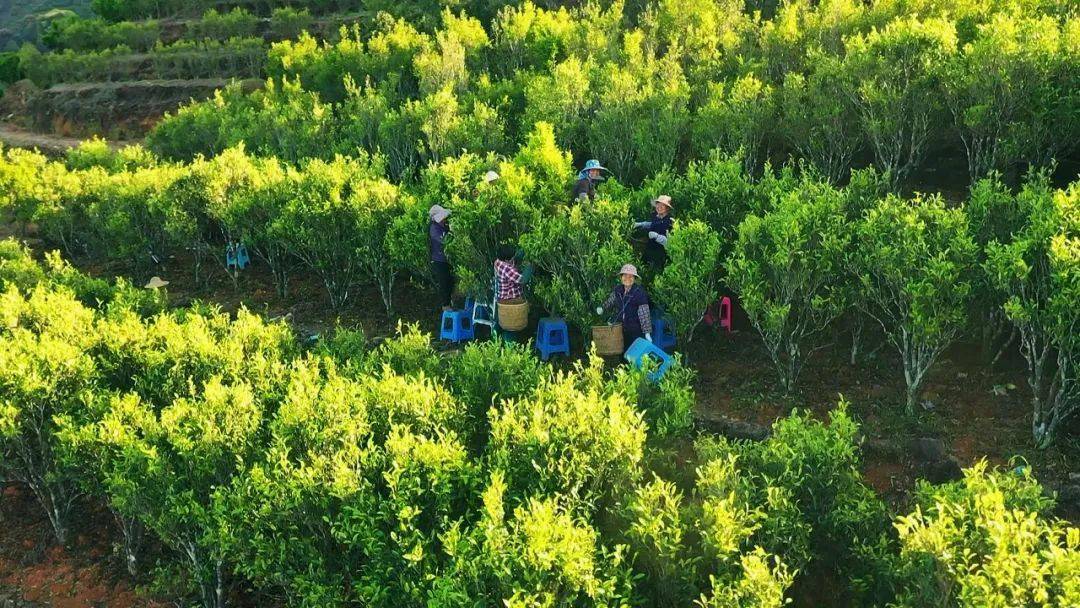 保护古茶树资源擦亮古茶树品牌