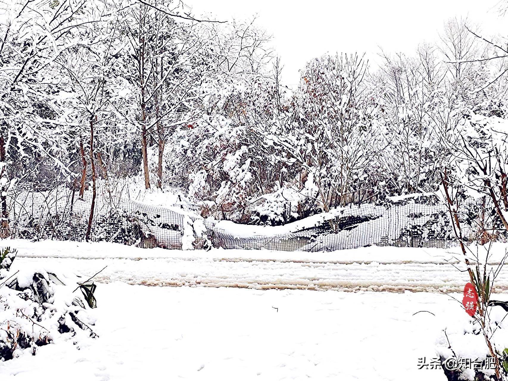 安徽合肥:下雪了,虎年的第二场雪来了_雪花_大雪_都立春