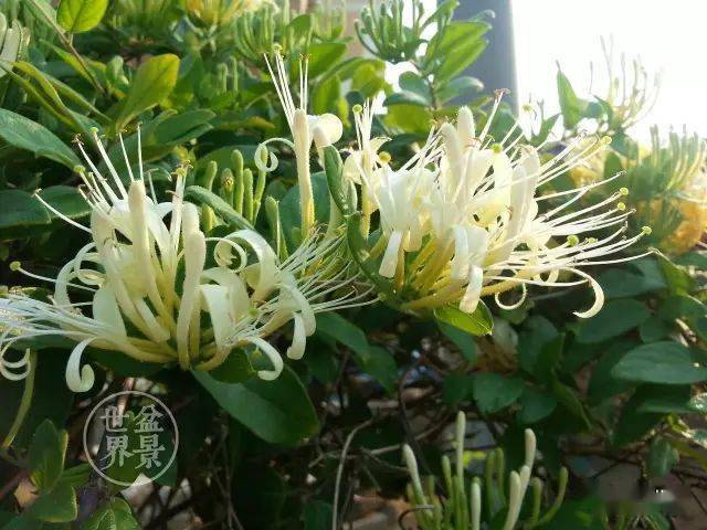 金银花的妙用_作品_cm_土壤