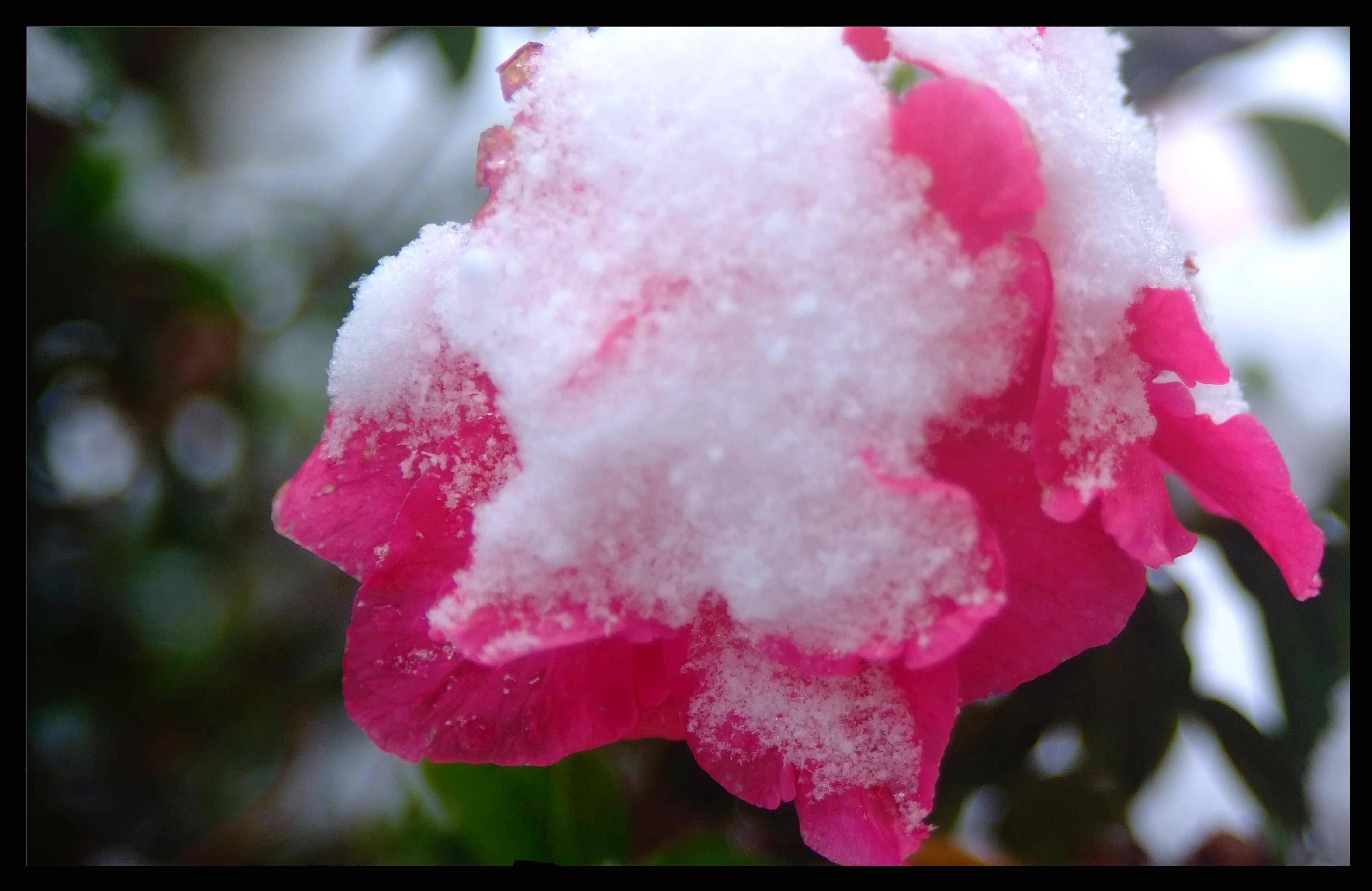 陆良很少下雪,却在今年的早春里,温度遽然下降,天空曼舞着雾非雾,雨非