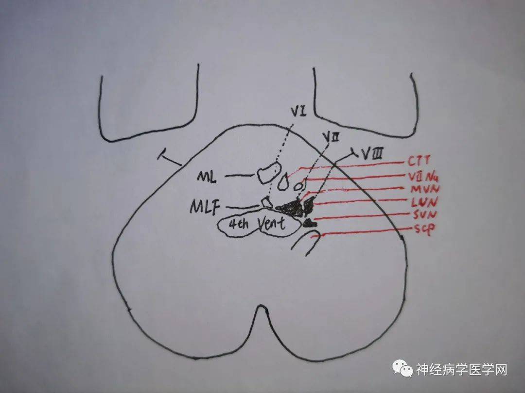 前庭神经系统解剖和生理