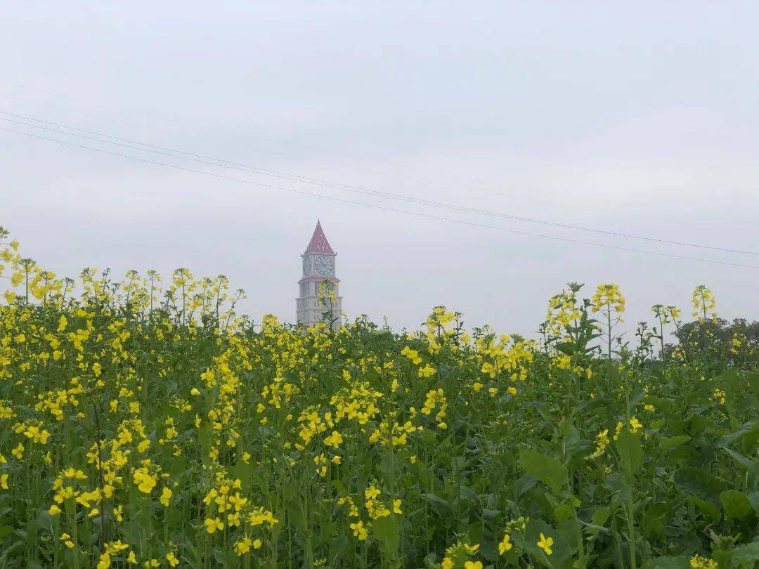 钟塔旁,儿童新村牌楼周边,钟家村祠堂等闲置空地种植了近300亩油菜花