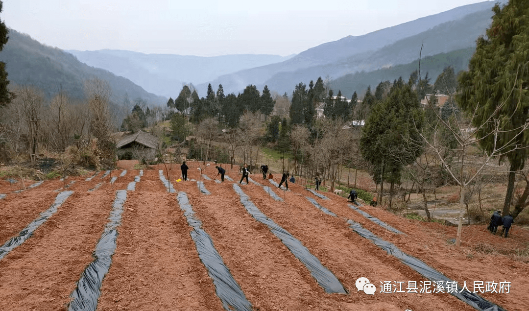 坪村春耕现场马家沟村春耕现场景家湾村春耕现场主 办:通江县泥溪镇