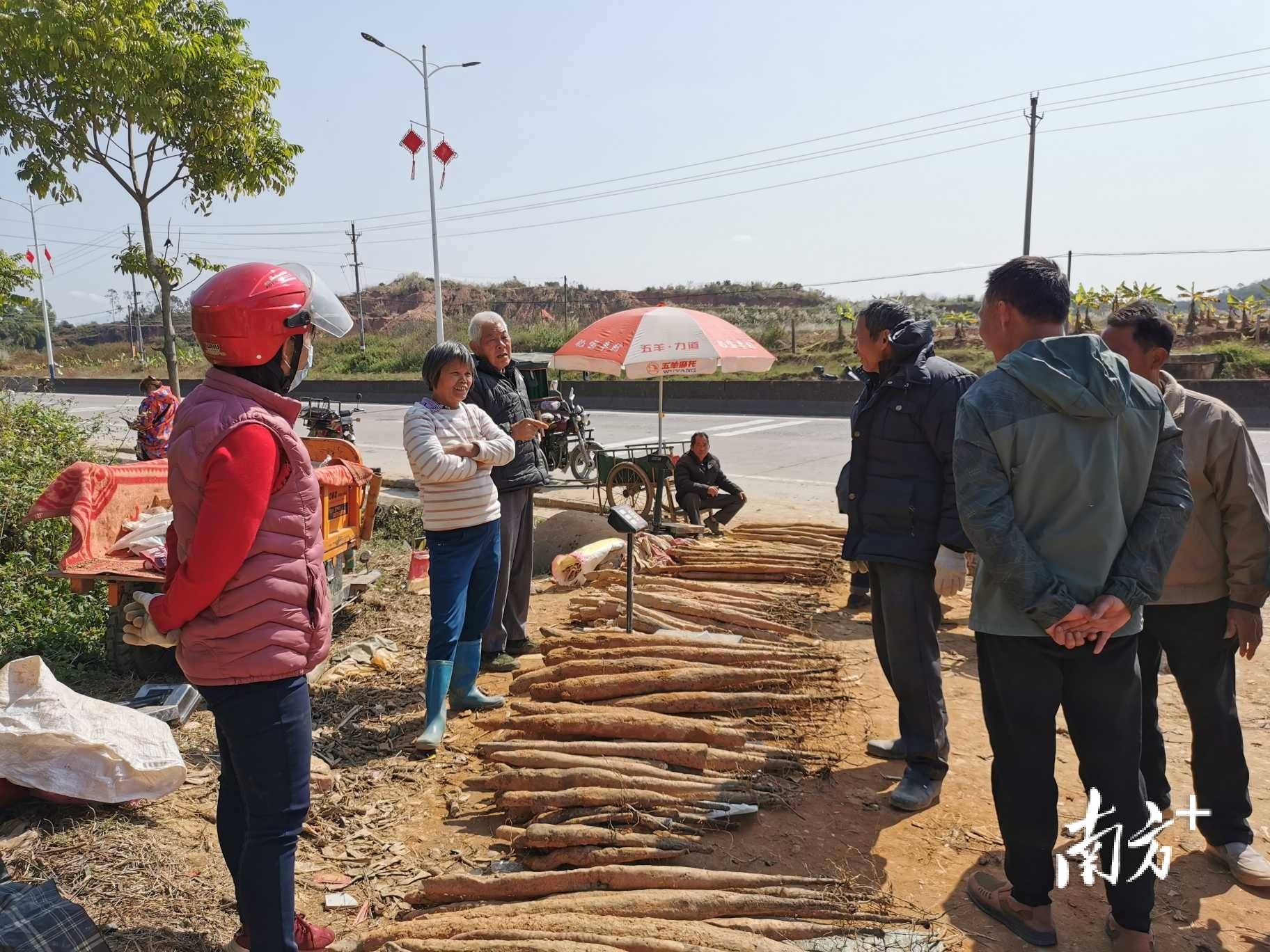 1万吨曹江深薯正在出货…_曹江镇_种植_购销