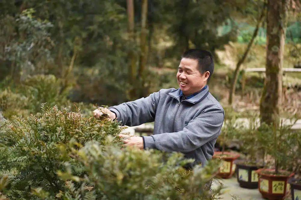 松桃:珍稀植物"种"出致富路_红豆杉_祖军_郭逢光