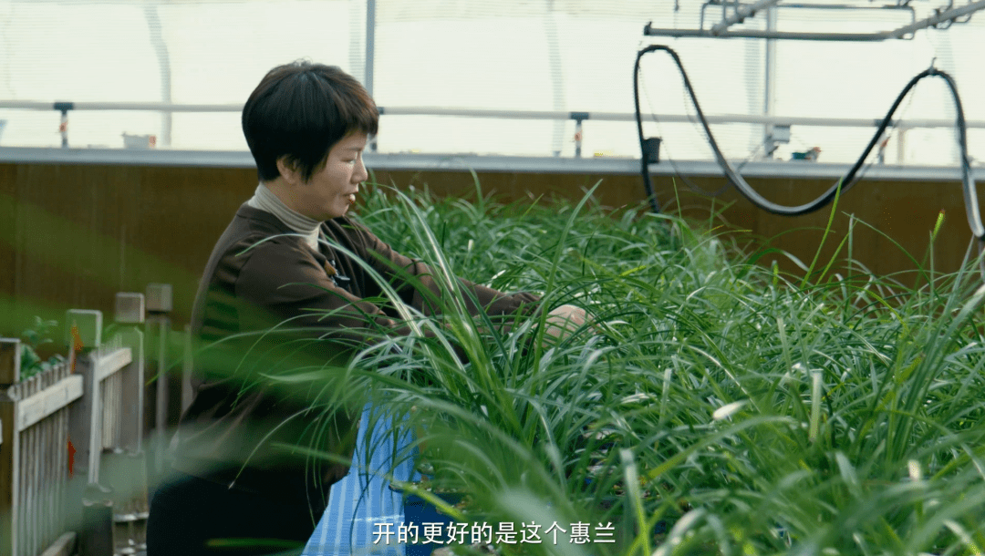 陶最丁蜀风华花正茂