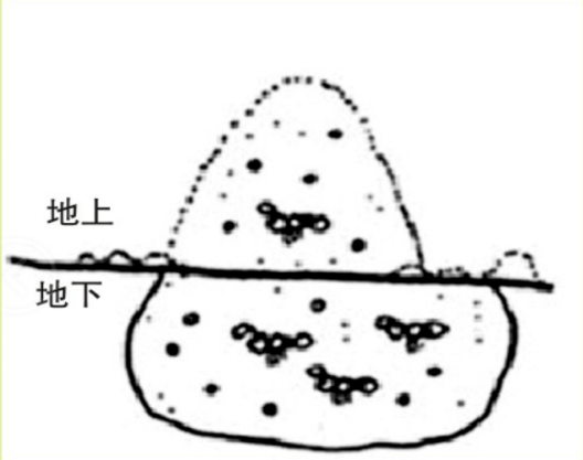 红火蚁预防和控制